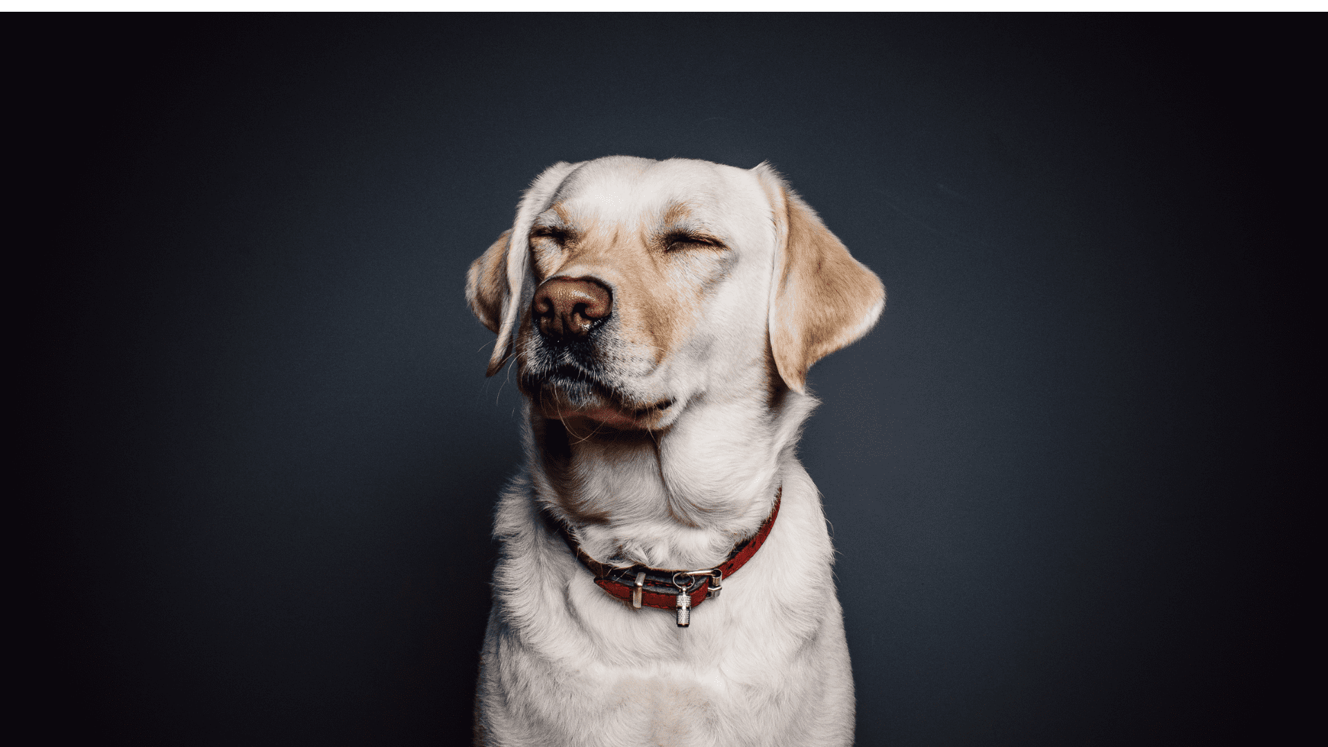 top-5-best-dog-collars-for-style-and-comfort-in-2024