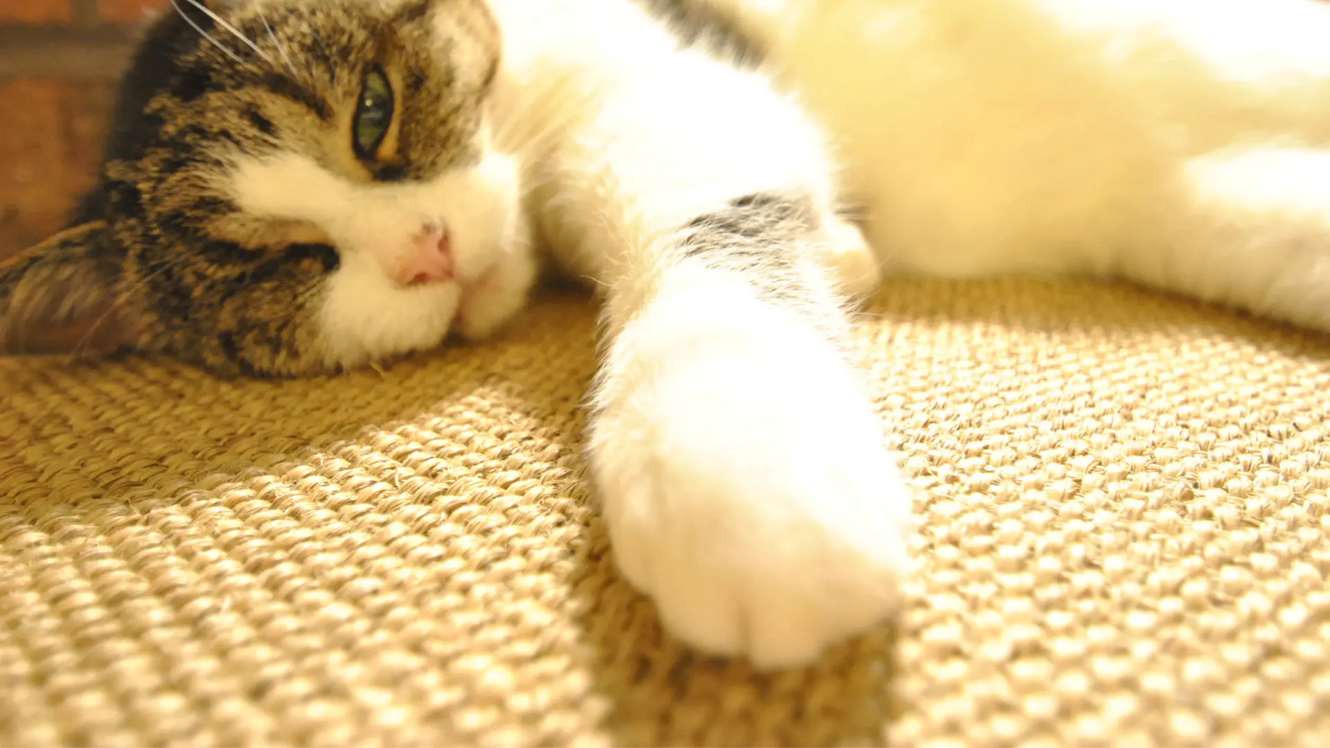 the-best-top-7-cat-food-mat-that-will-make-your-life-easier